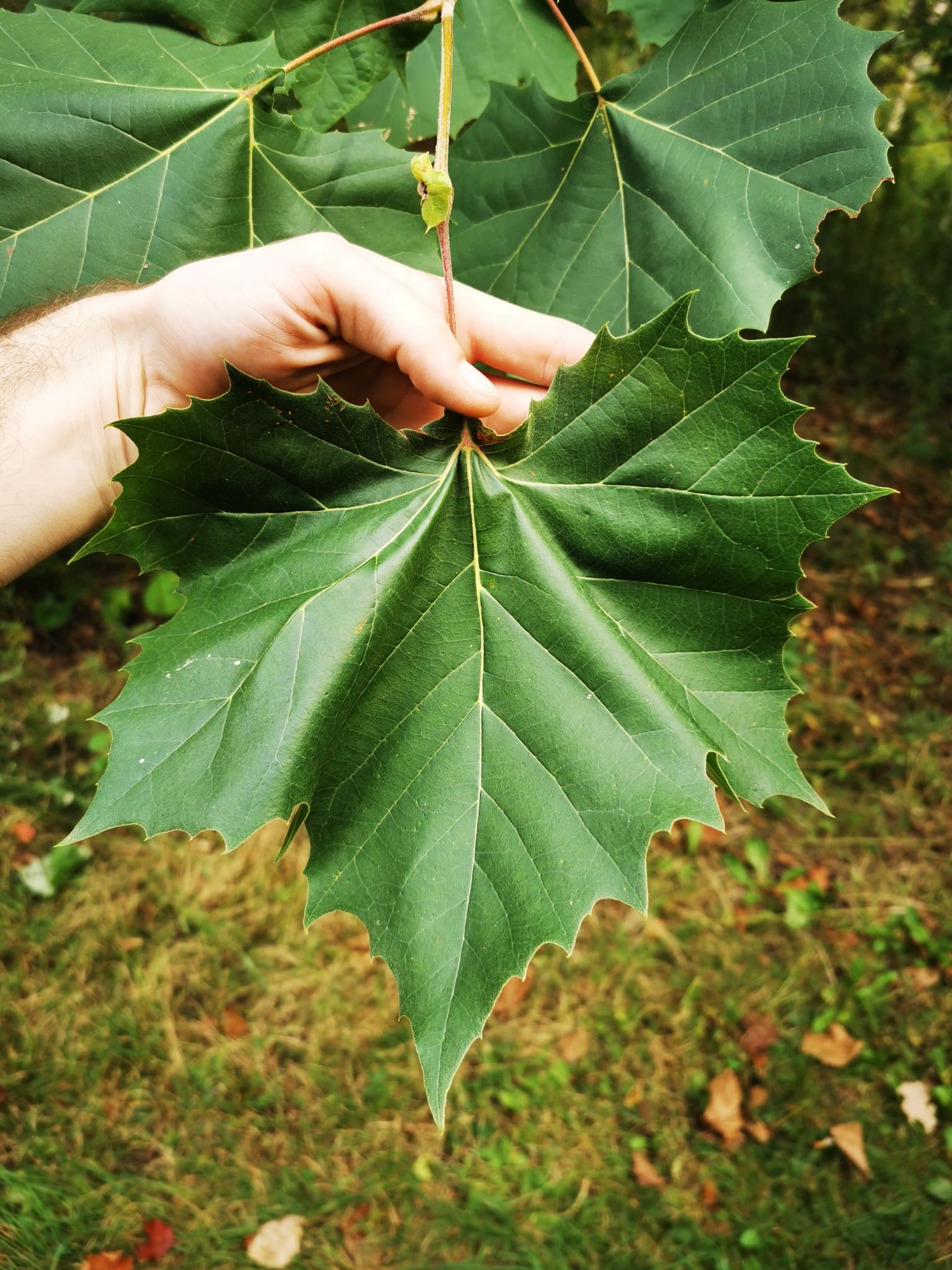 Platanus occidentalis